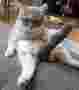 Avatar du membre