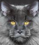 Avatar du membre