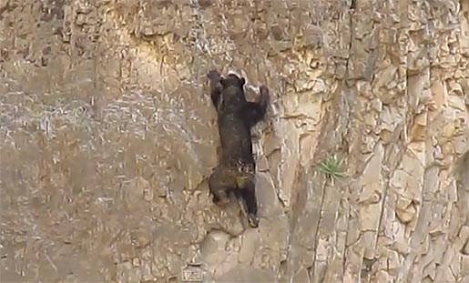 incroyable-escalade-d-une-maman-ours-et-son-petit-onamis-insolite-video-gf.jpg