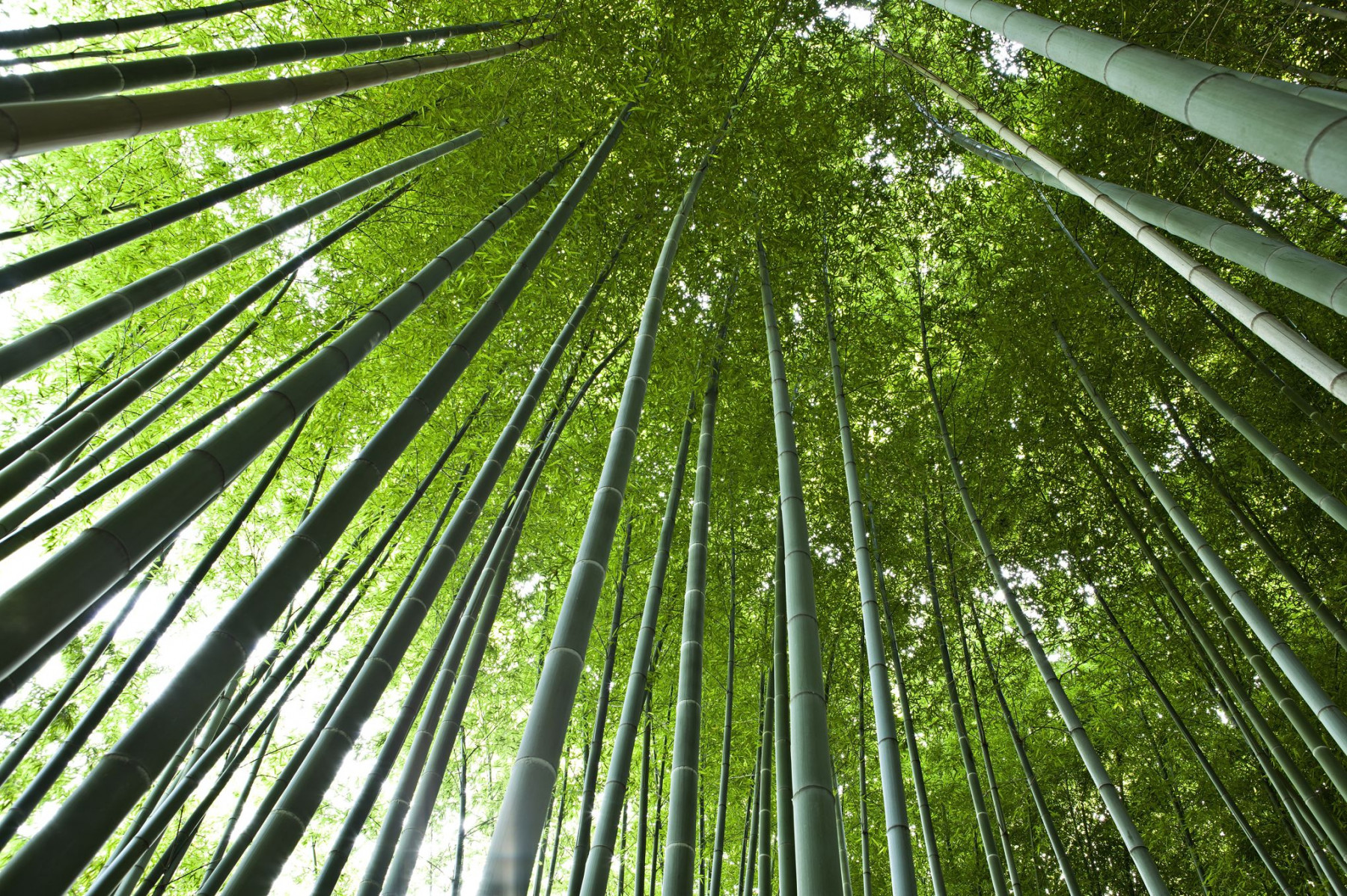 bambou 4.jpg