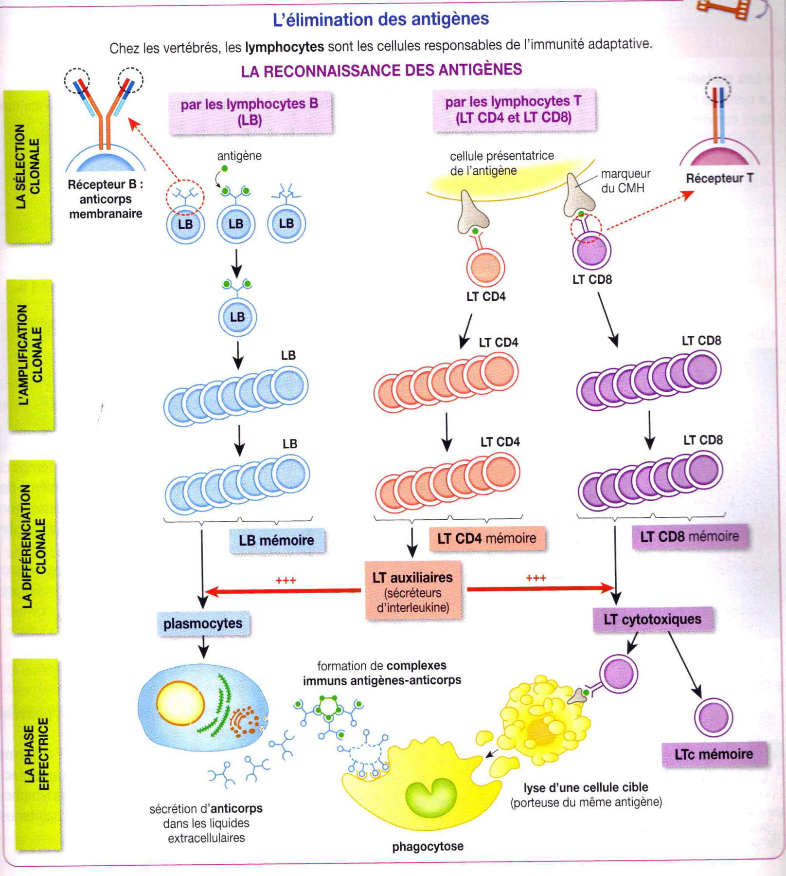 vr_ts_immuno_activite14_schema_bilan.jpg