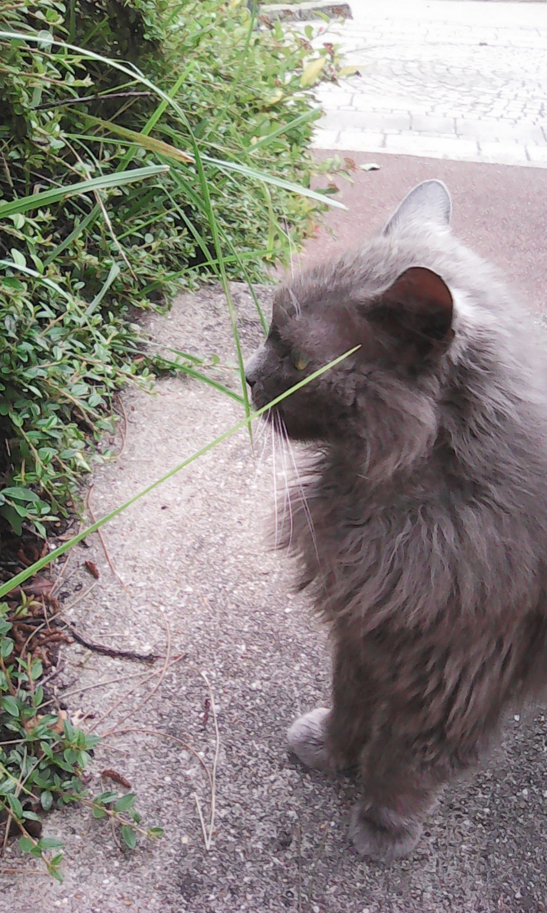 chatgris.jpg