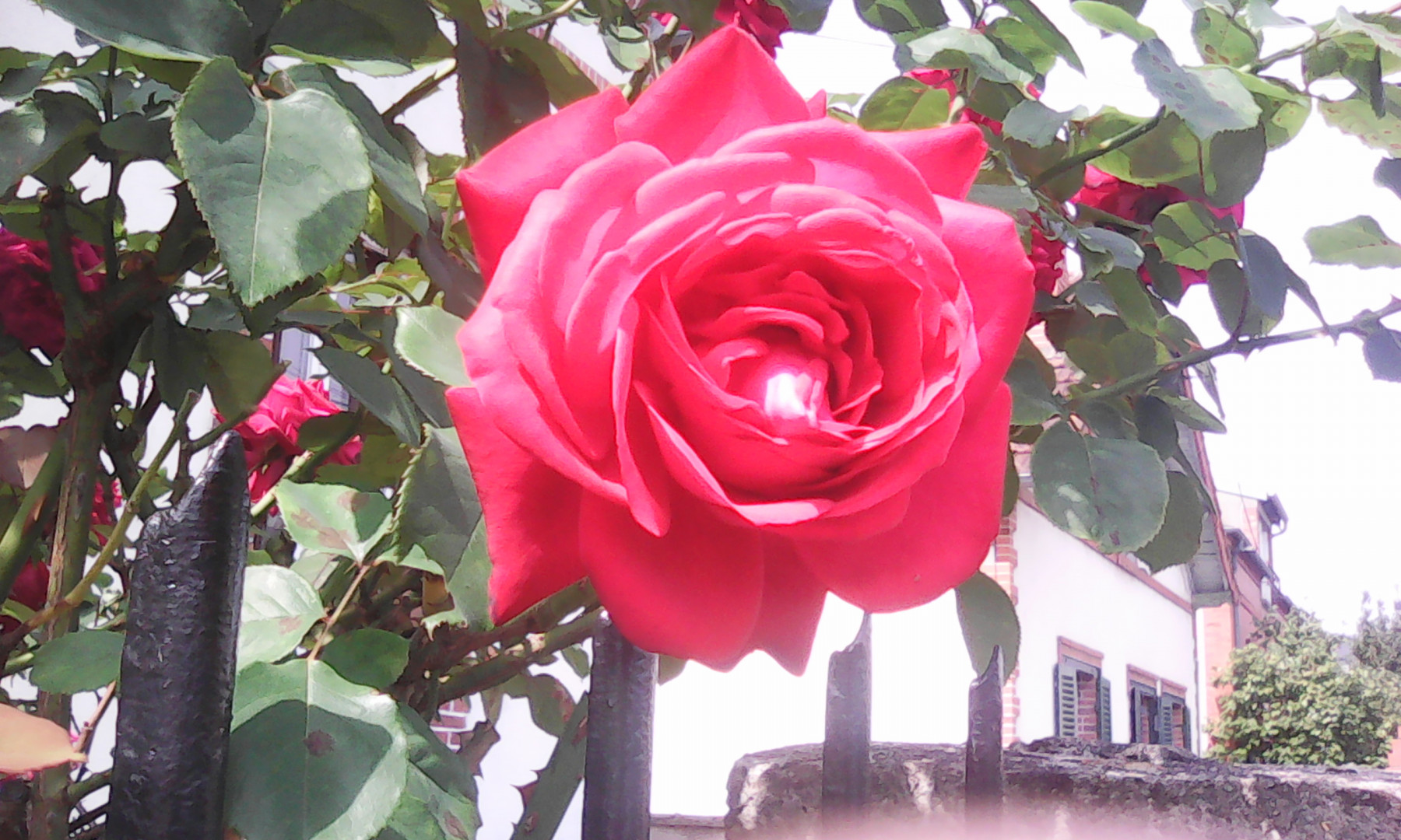 IMG_20210821_124437.jpg