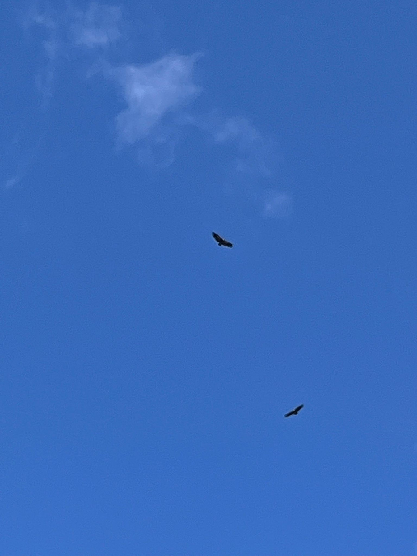 eagle1.jpg