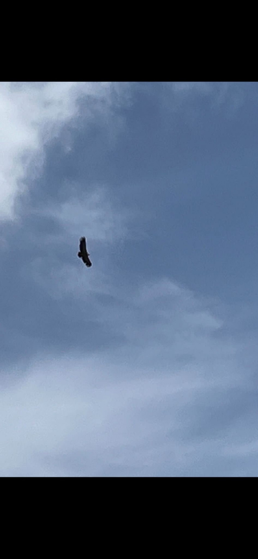 eagle2.jpg