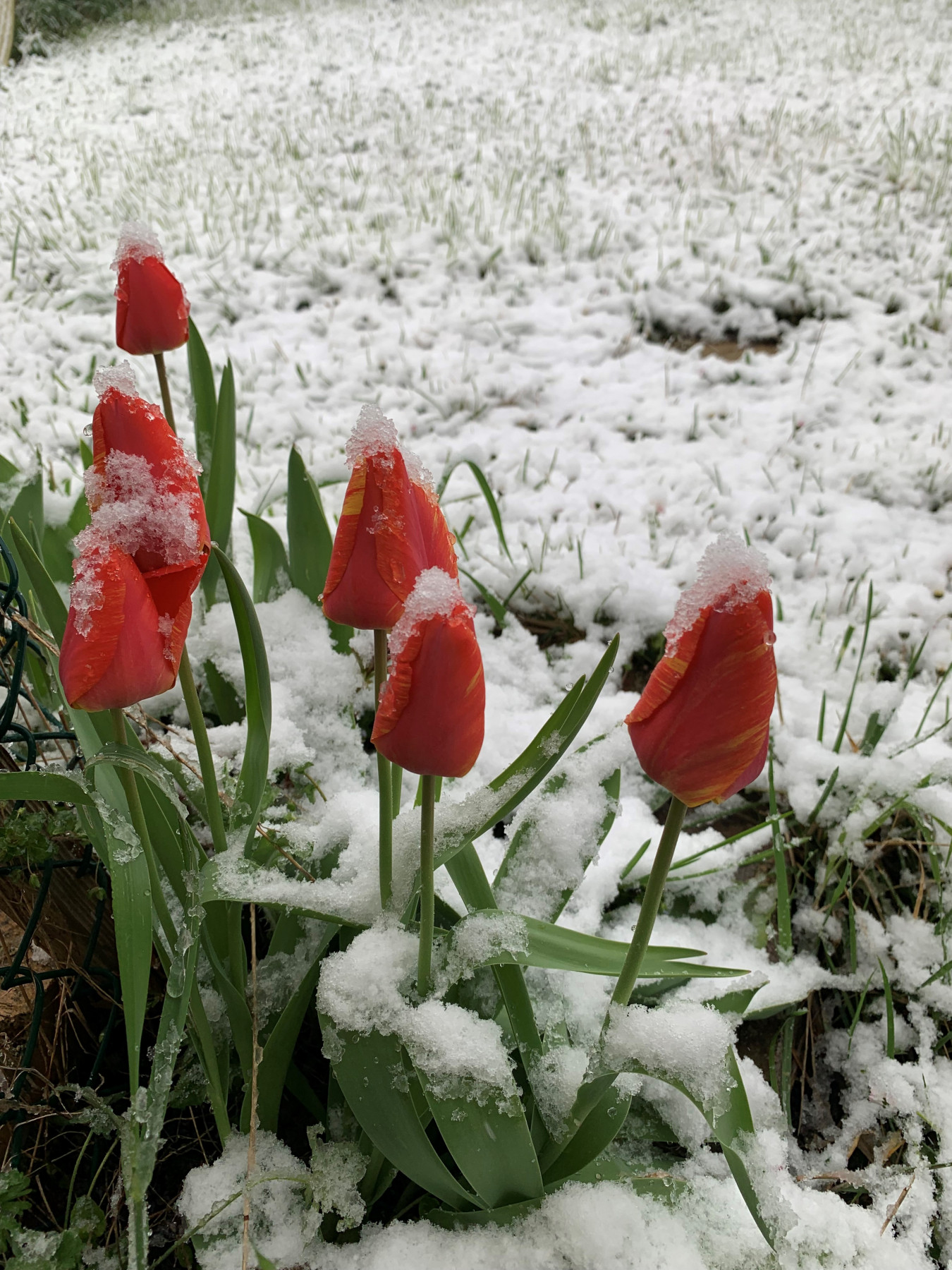 fleur neige_.jpeg