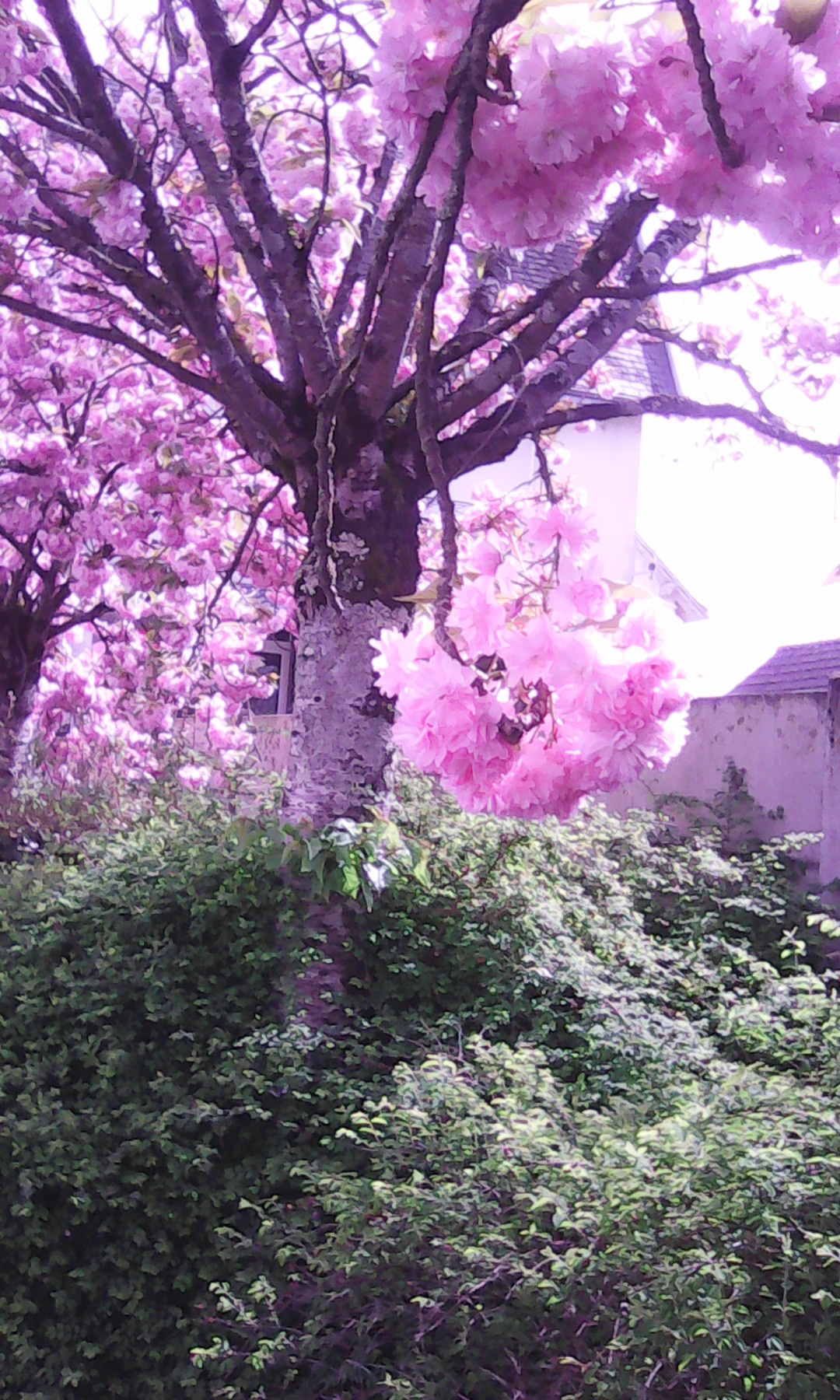 IMG_20220412_130922.jpg