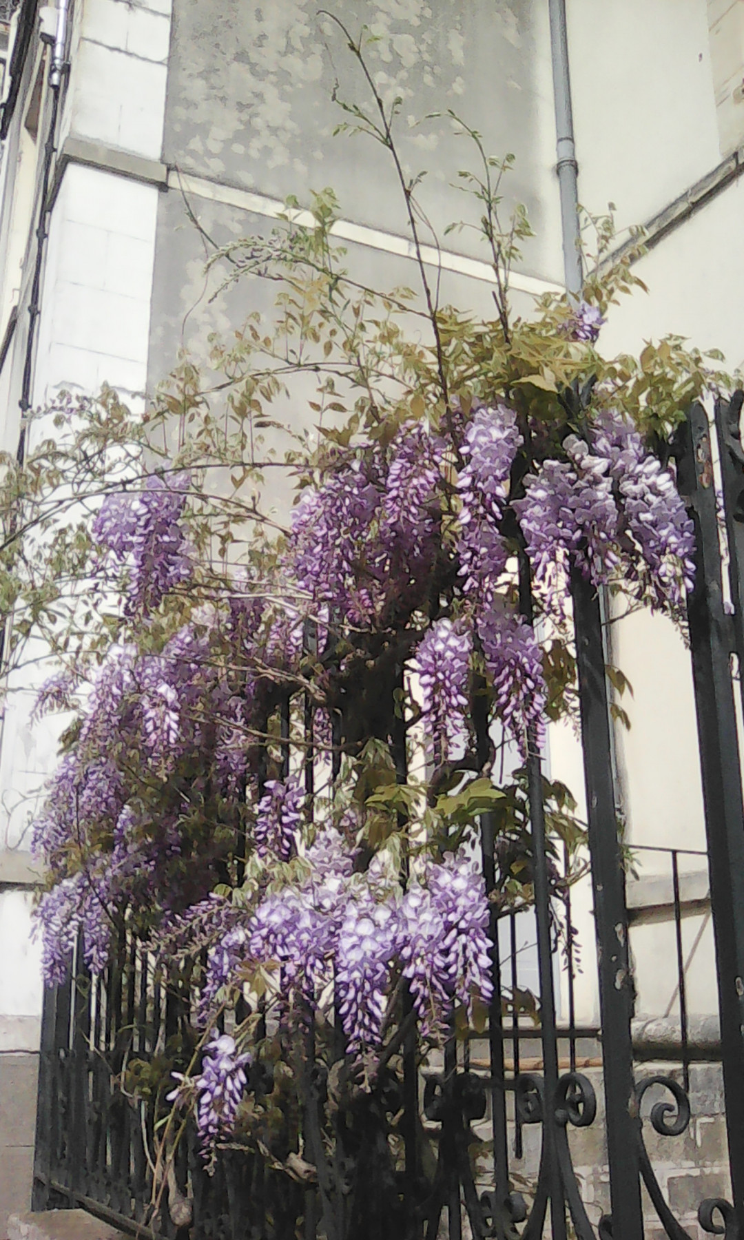 IMG_20220418_161057.jpg