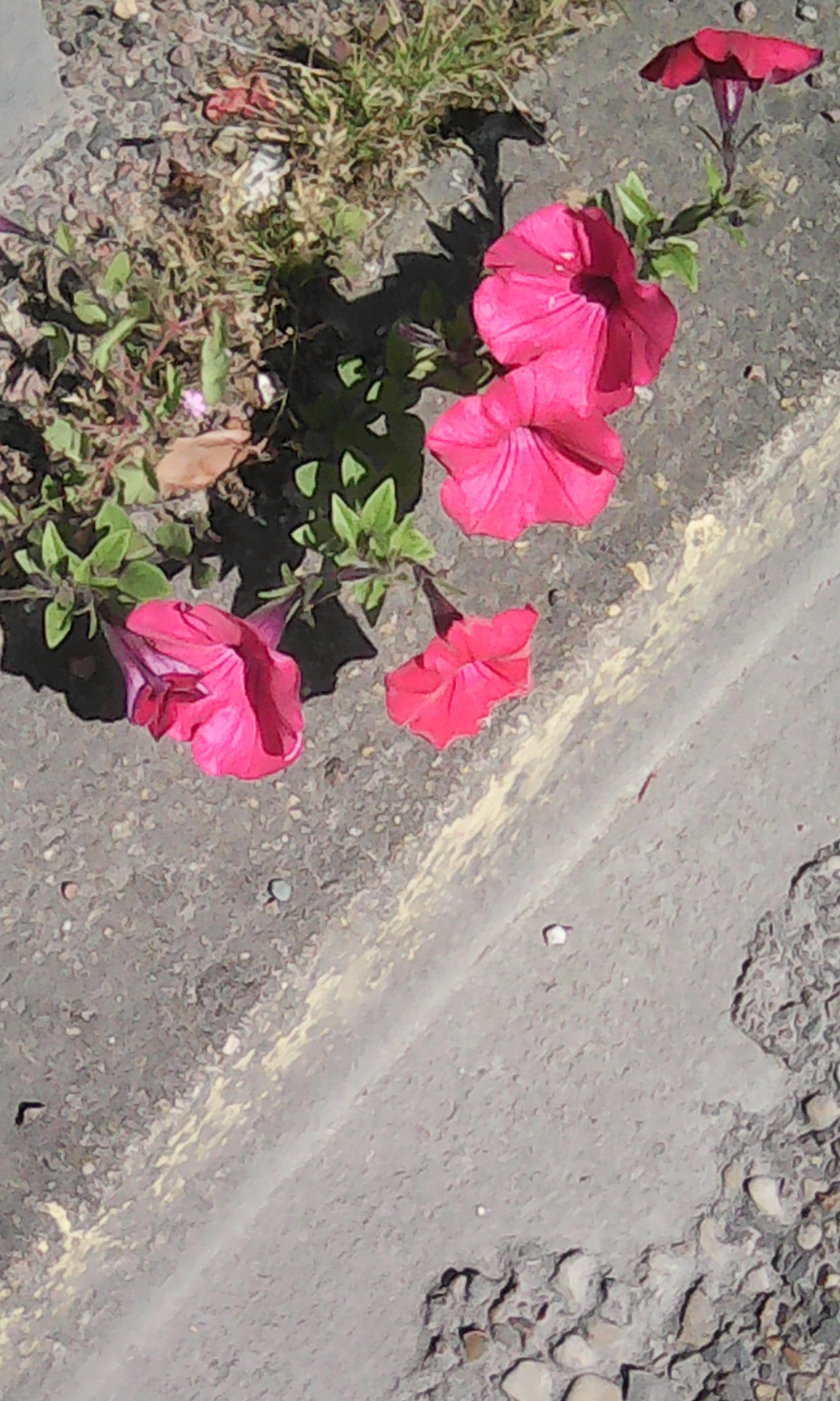 IMG_20220427_140031.jpg