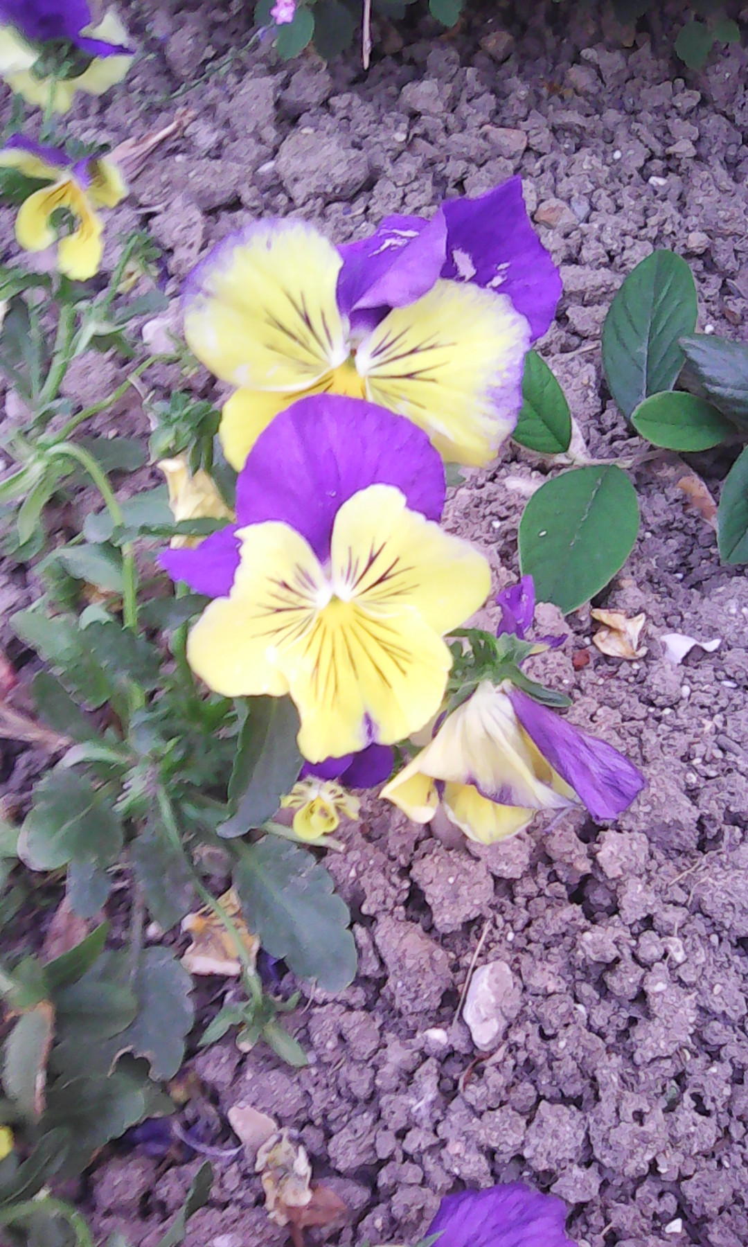 IMG_20220428_193900.jpg