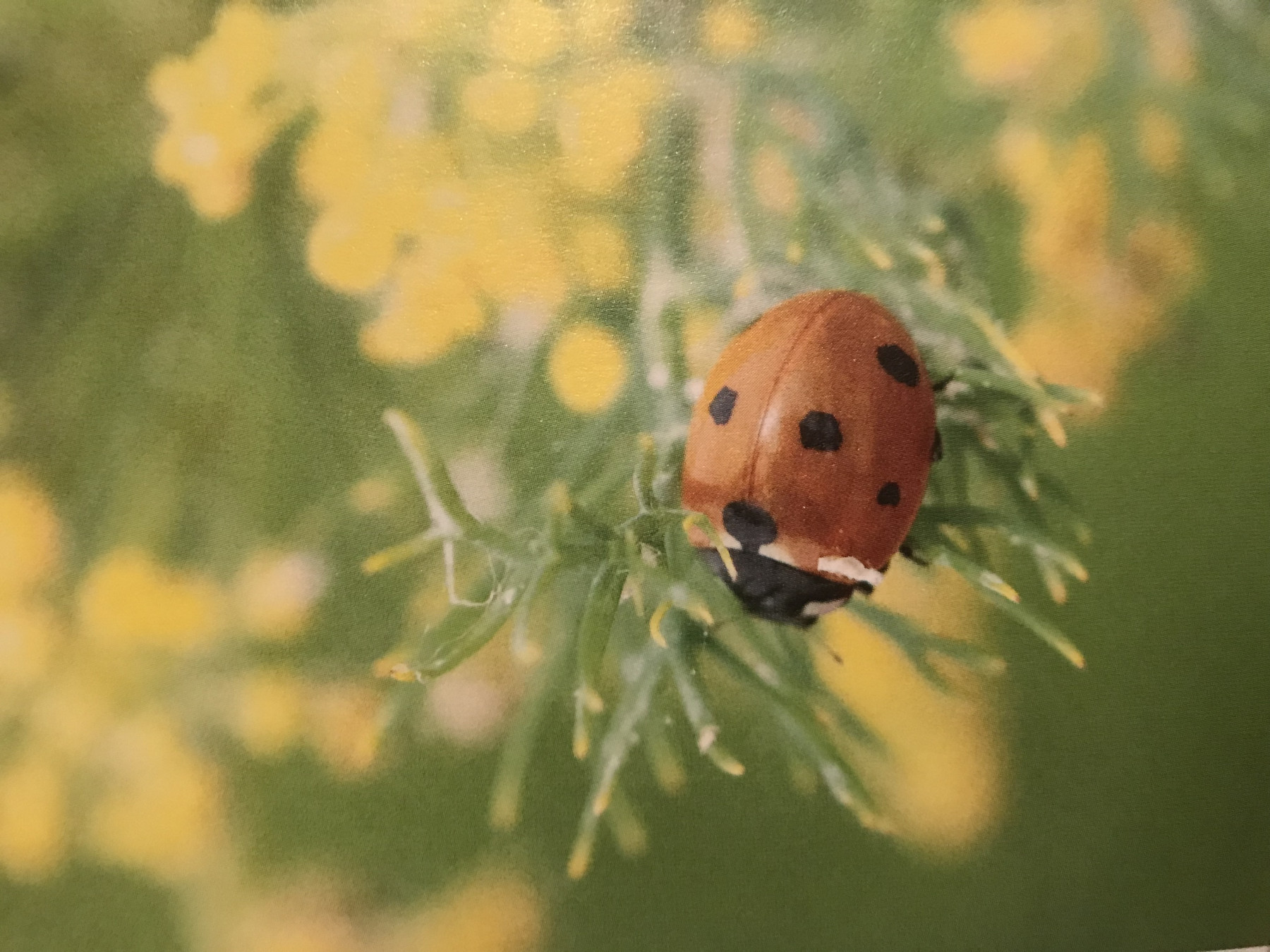 Coccinelle, un allier précieux