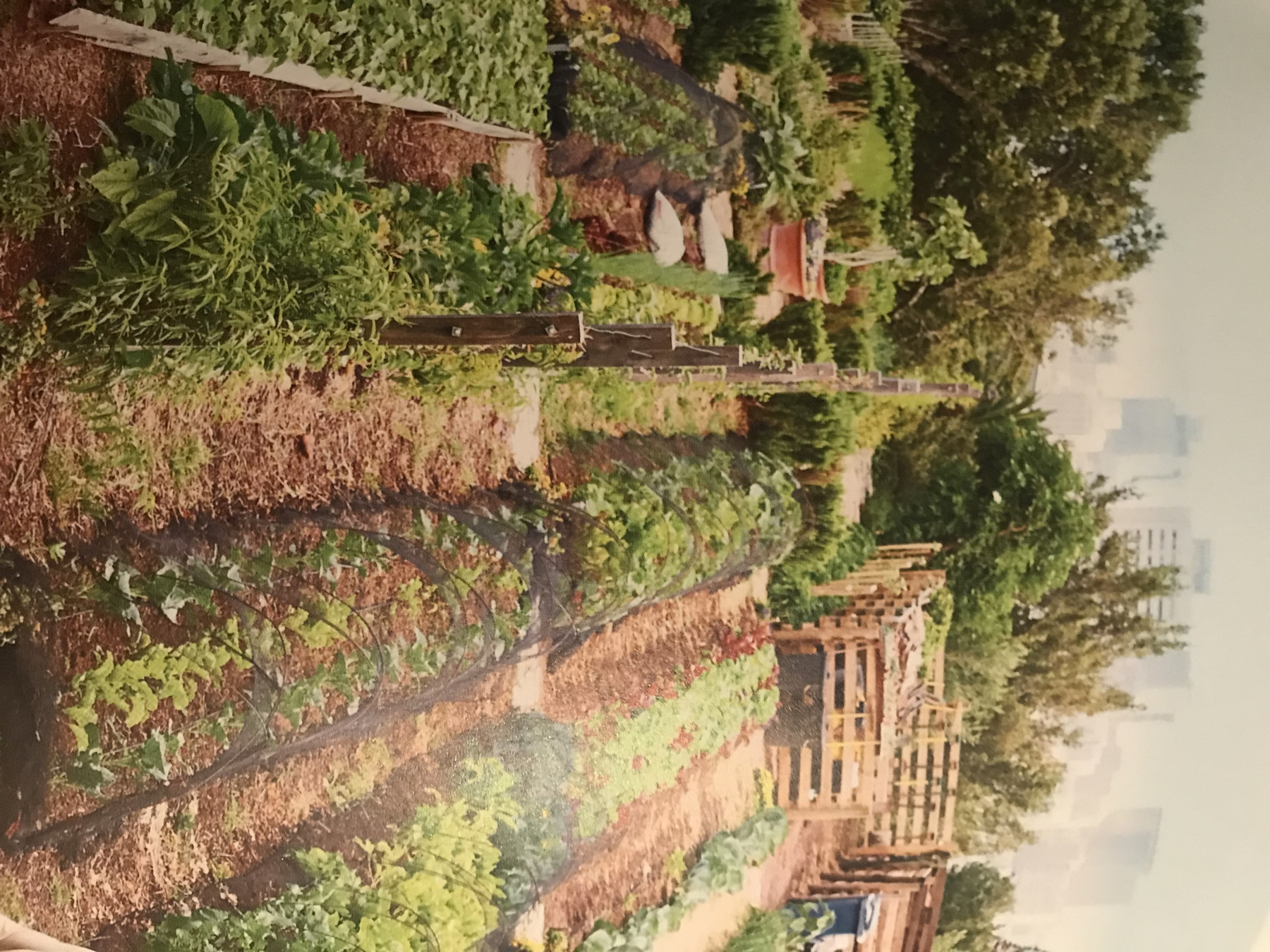 Un exemple de potager en permaculture et avec de la polyculture