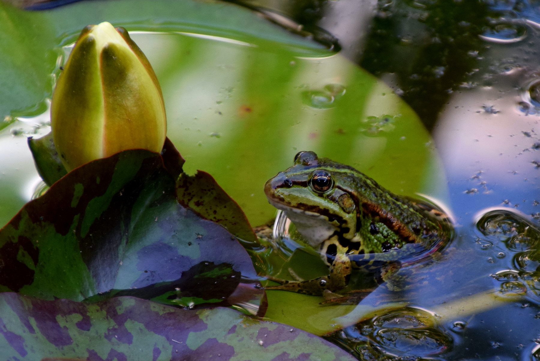 Les grenouilles raffolent des gastéropodes.