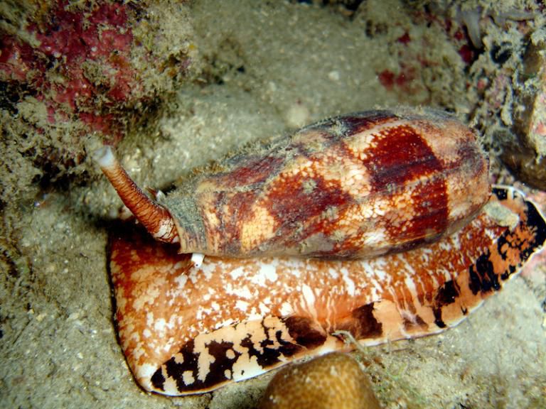 Gasteropode-Conus-geographus-Philippines-03.jpg