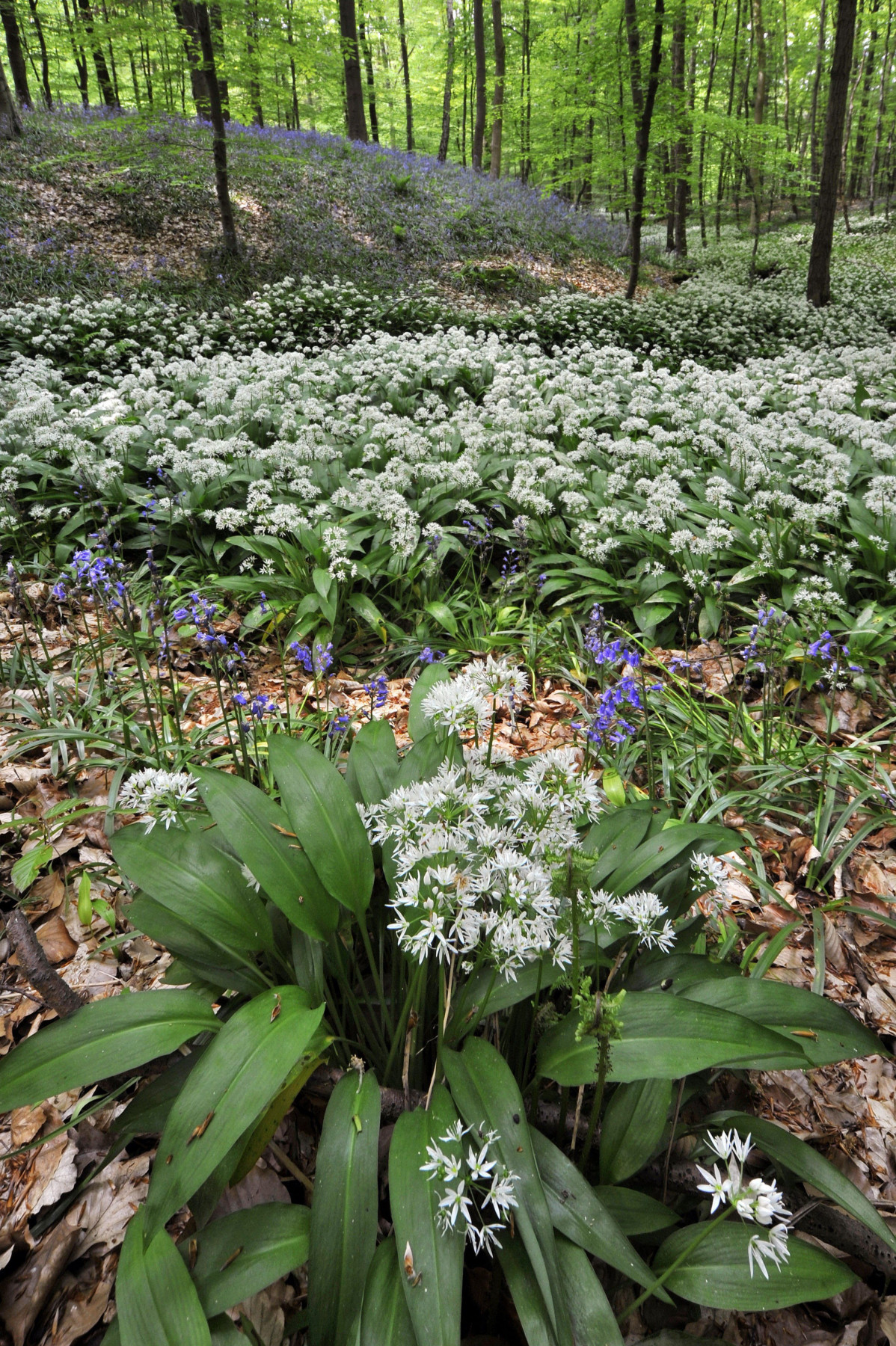 ail des ours.jpg