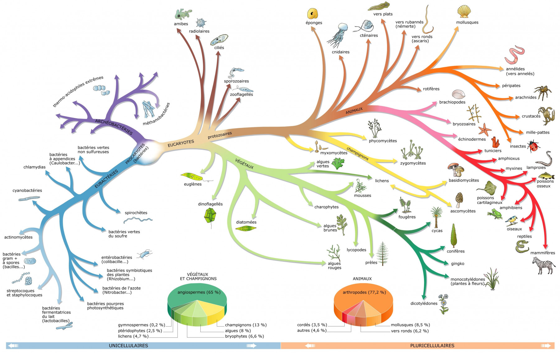 arbre-phylogenetique-vivant.jpg