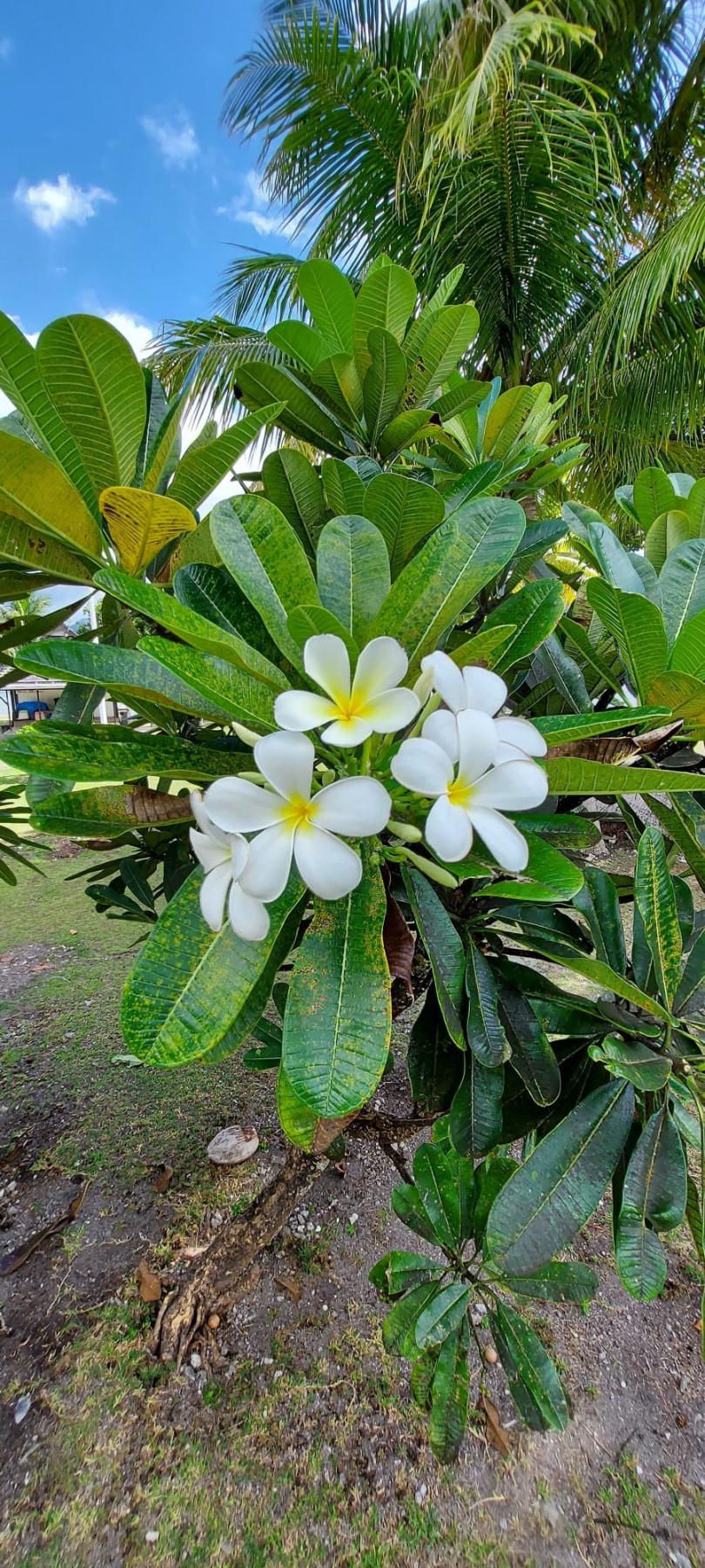 Image 5.jpeg