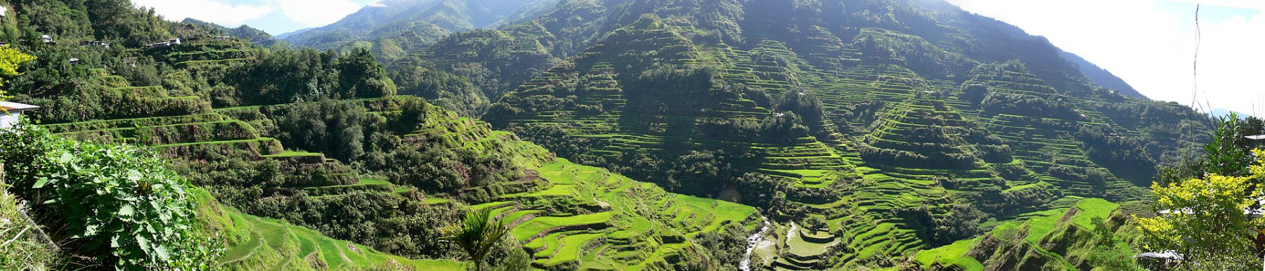 Pana_Banaue_Rice_Terraces.jpg