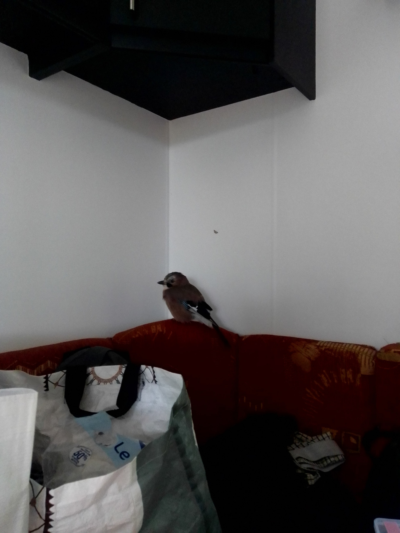 IMG_20240515_191344-min.jpg
