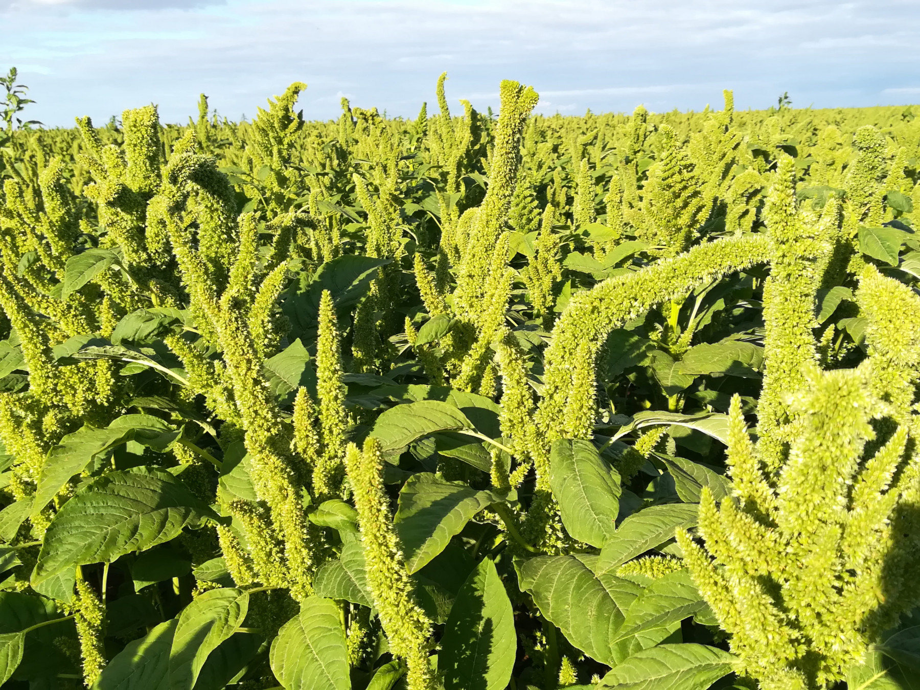 amarante-blanche-plante-scaled.jpg