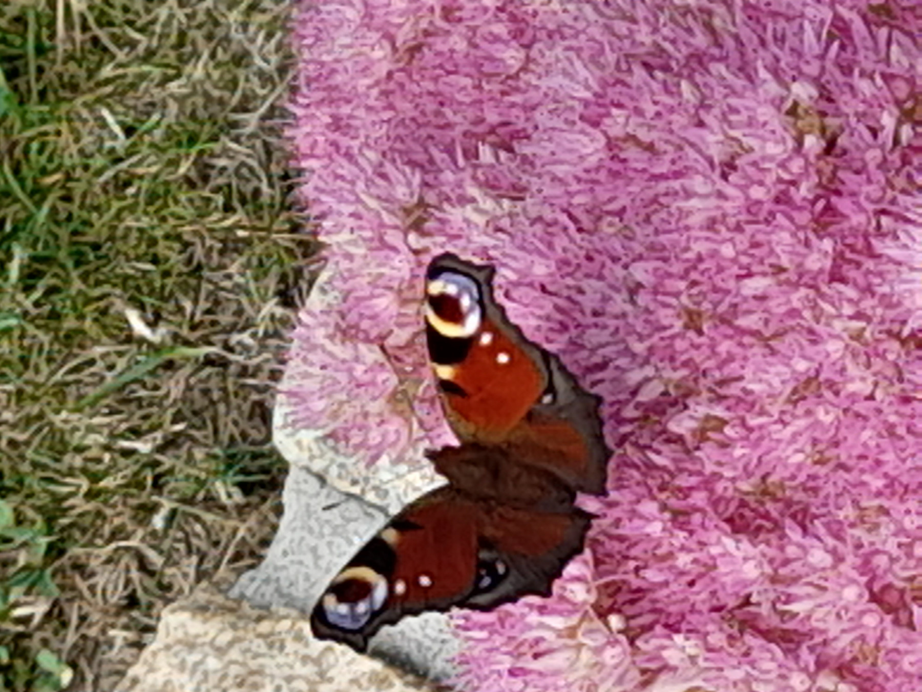 20250826_142011.jpg