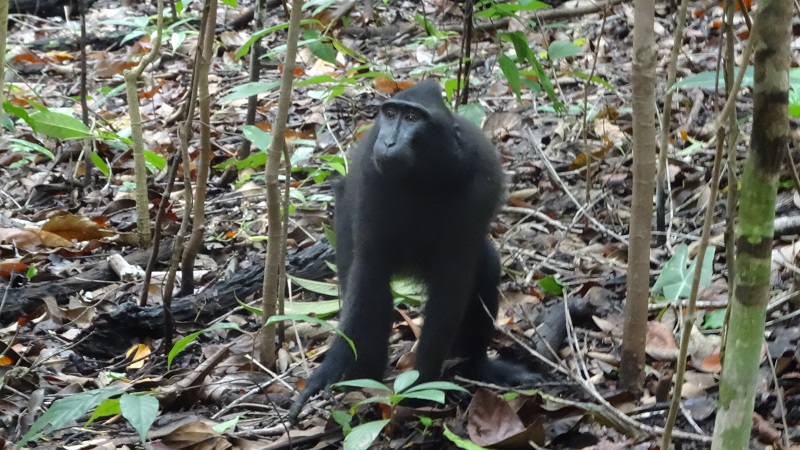 Macaque à crête noire