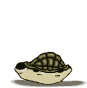 tortue020.gif