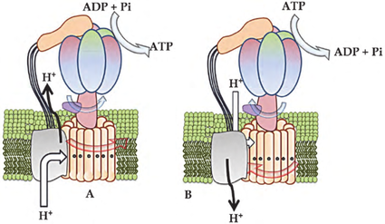 rsz_schematic-representation-of-atp-synthesis-and-hydrolysis-by-f-0-f-1-atp-synthase-a.png