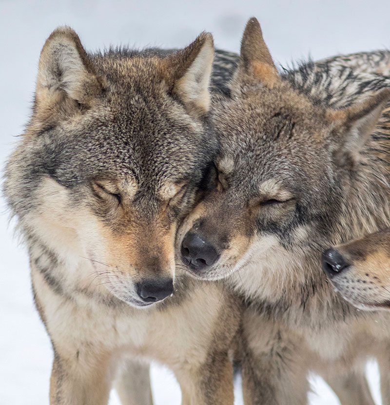 Film Alpha Forum Films Documentaires Et Séries Tv