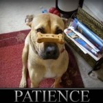 Le Trading est l'art de la patience