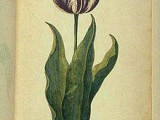 Définition de la Tulipomania