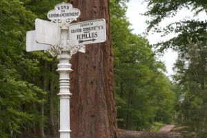 Réduction-impôt-forestier